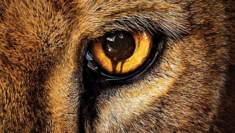 Zoo : le livre qui a inspiré la série TV