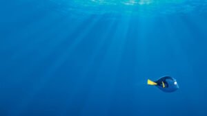 disney - Le Monde de Dory : l’espoir de se retrouver finding dory 574ee5493f597