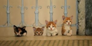 concours - Concours : gagnez 2x2 places pour Kedi des chats et des hommes Kedi Randy Russell Talkhouse chats hommes