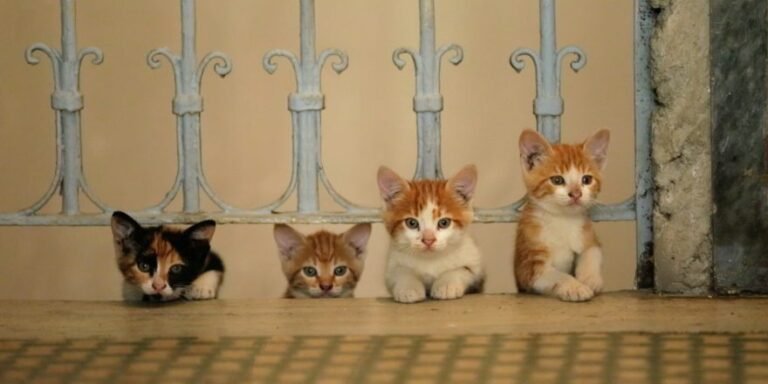 Concours : gagnez 2×2 places pour Kedi des chats et des hommes