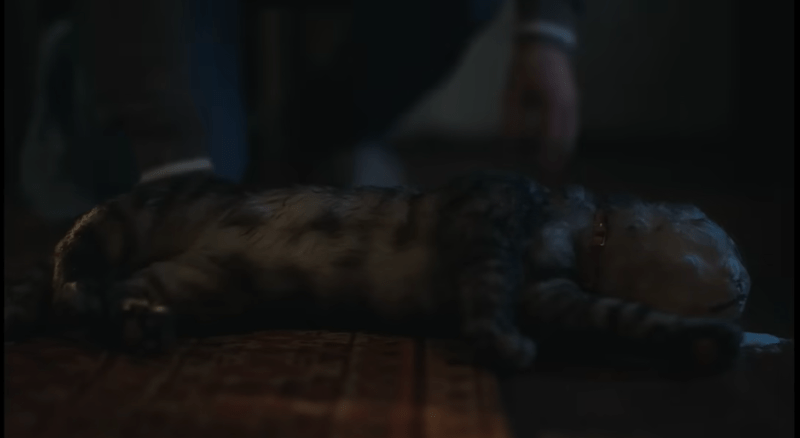 Tous obsédés par Obsession ? 3 Chat Sandy dans Obession